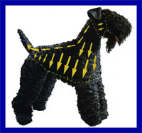 a well breed Kerry Blue Terrier dog